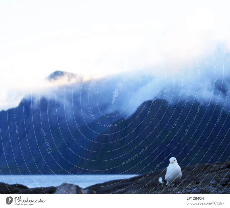 Double bird.... and other insults Norway Lofotes Scandinavia Bird Seagull Clouds Mountain Water Stone Rock Vacation & Travel Nature Loneliness Vesteralen