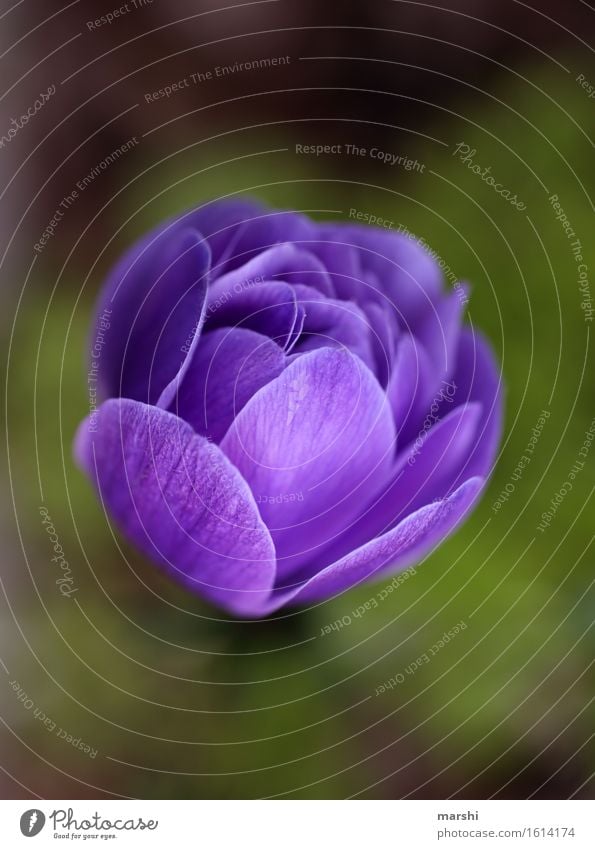 purple flowering Nature Plant Spring Summer Leaf Blossom Foliage plant Moody Garden Blossom leave Violet Exterior shot Close-up Detail Macro (Extreme close-up)