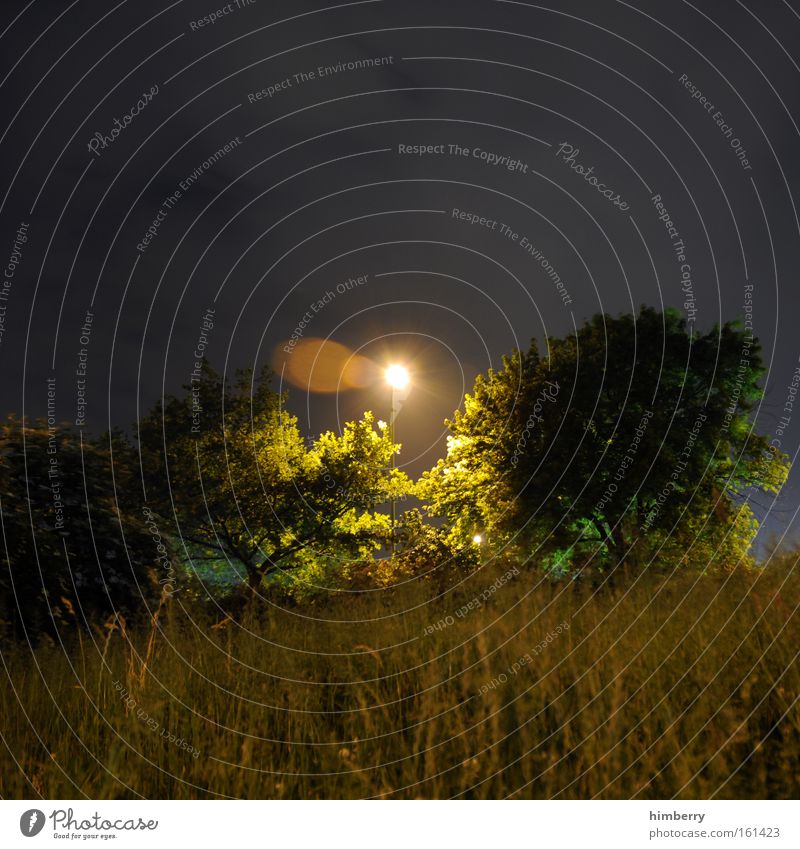 summer night makes happy Colour photo Multicoloured Exterior shot Copy Space left Copy Space right Copy Space top Copy Space bottom Evening Twilight Night Light