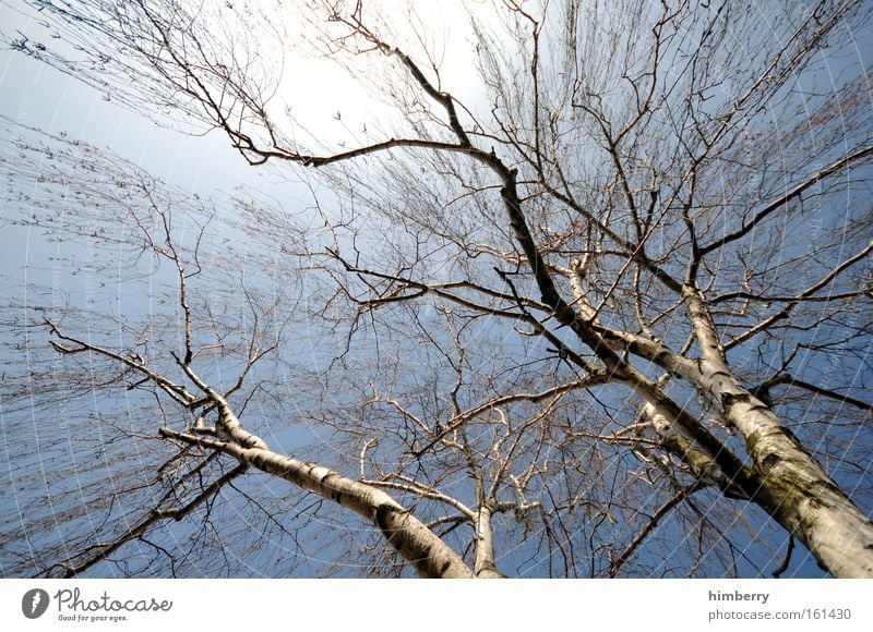 family tree of the birch family Colour photo Multicoloured Exterior shot Detail Structures and shapes Copy Space left Copy Space top Copy Space middle Light