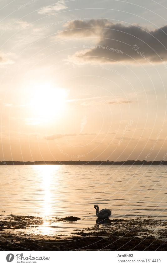 Swan at sunset Environment Nature Water Sky Clouds Sunrise Sunset Sunlight Summer Beautiful weather Beach Baltic Sea Animal Wild animal 1 Esthetic Glittering