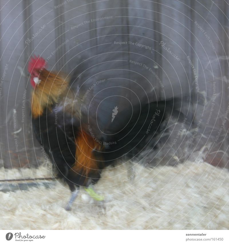 flapping of the wings Rooster Wing Poultry Bird Long exposure Feather Flying