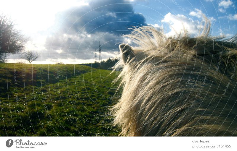 Freedom on the back Horse Landscape Far-off places Clouds Icelander Meadow Mammal Contentment Dramatic green pastures jagged sky grey rider