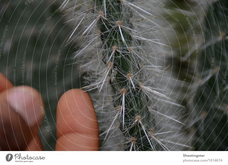 "Ouch" Fingers Plant Cactus Exotic Garden Thorny Attentive violation Pierce Caution White cacti Colour photo Interior shot Morning