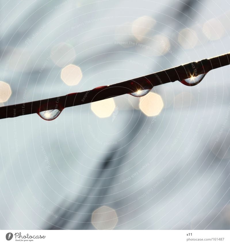 After the day the sun.... Branch Sun Twig Spring Sunbeam Water Wet Weather Macro (Extreme close-up) Detail Hope Nature Close-up Power Force Rain reflection