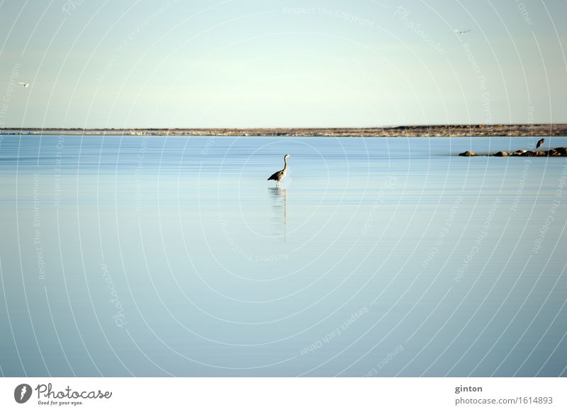 Heron at Salton Lake Nature Landscape Animal Water Coast Lakeside Bird Flying Hunting Stand Calm Cologne Fine Art Nature Fine Art Salton Sea Grey heron