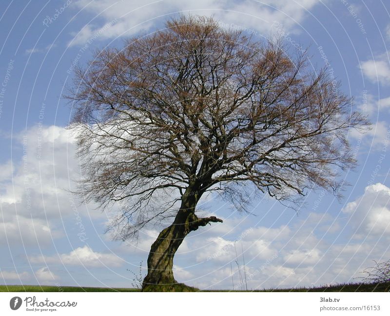 tree of life Tree Landscape Sky Blue Detail