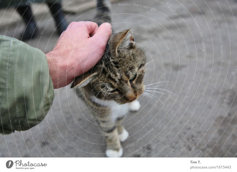 Cat caress Human being Masculine Hand 1 Animal Pet Farm animal Relationship Love Caress Colour photo Exterior shot Day