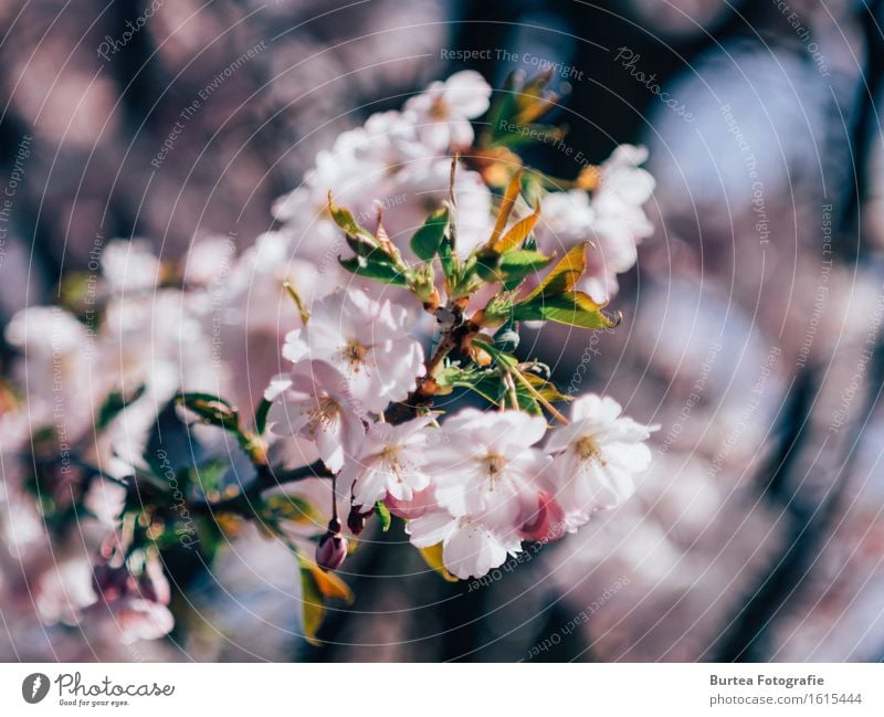 cherry blossom Nature Plant Spring Tree Flower Ornamental cherry Garden Beautiful Warmth Multicoloured Green Pink Blossom Blur Burtea Photography Colour photo