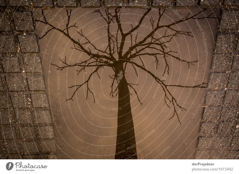 Framed tree in puddle Vacation & Travel Tourism Trip Art Environment Nature Spring Bad weather Rain Tree Tourist Attraction Landmark Monument Curiosity Interest