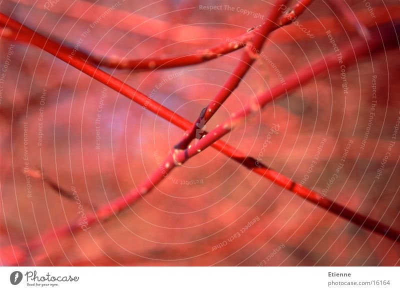 Autumn mood 2 Red Twig Branch Macro (Extreme close-up) Nature