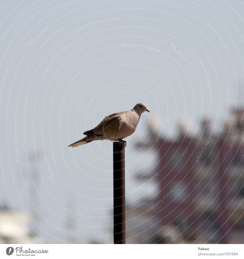 pole position Bird Pigeon Flagpole Pole Middle Turkey Mediterranean sea Aviation Center point Loneliness Review omnivorous looker Bird's-eye view