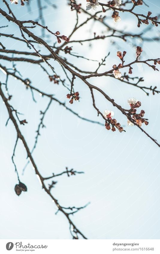 Blooming apricot tree on sky Garden Nature Plant Sky Tree Flower Blossom Bright Blue Pink White Apricot spring background branch blooming Blossom leave close