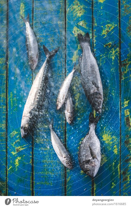 Wash fish. Sea bream, sea bass Seafood Lunch Pan Cook Fresh Blue Black Lemon Raw Fat Mackerel Ingredients Sardine Meal Dish Exterior shot Day Fish Perches