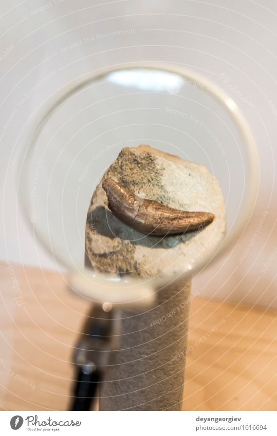 Tooth of an ancient beast in museum Teeth Museum Old Large Historic Natural Wild White fossil background Ancient Primitive times Beast Extinct big bone