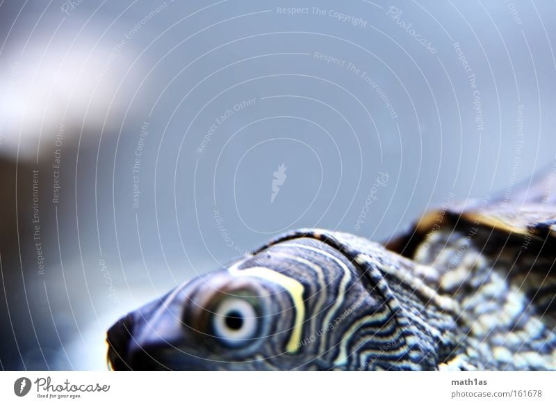 Turtle I Pattern Macro (Extreme close-up) Leather Skin Armor-plated streak Eyes