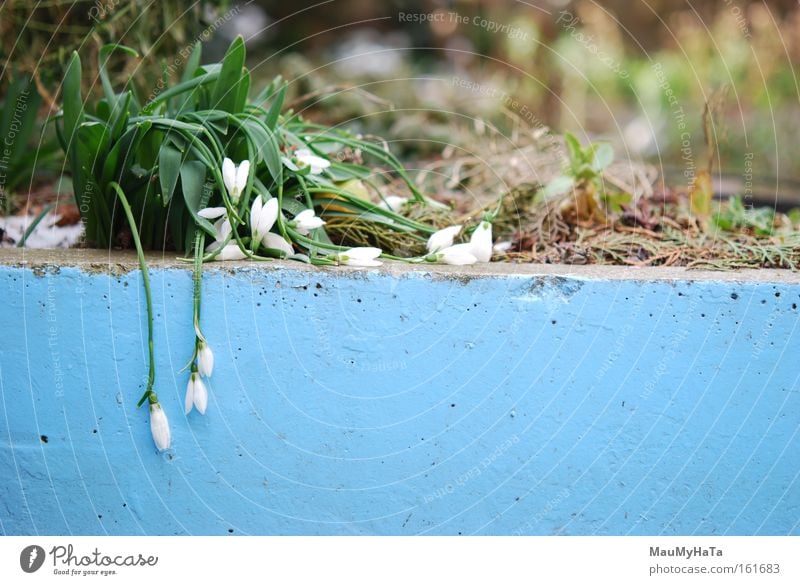 Anemone sylvestris White Blue Green Clouds Inverted Ice Concrete Wall (building) Spring rocher fon