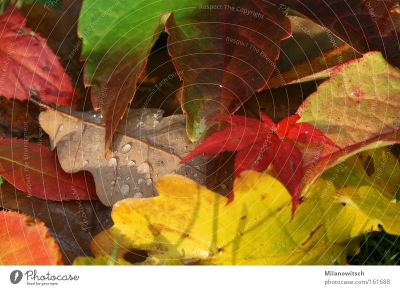 beautifully colorful Calm Nature Drops of water Autumn Warmth Leaf Wet Brown Yellow Gold Red Vine Oak tree Colour photo Multicoloured Exterior shot Close-up