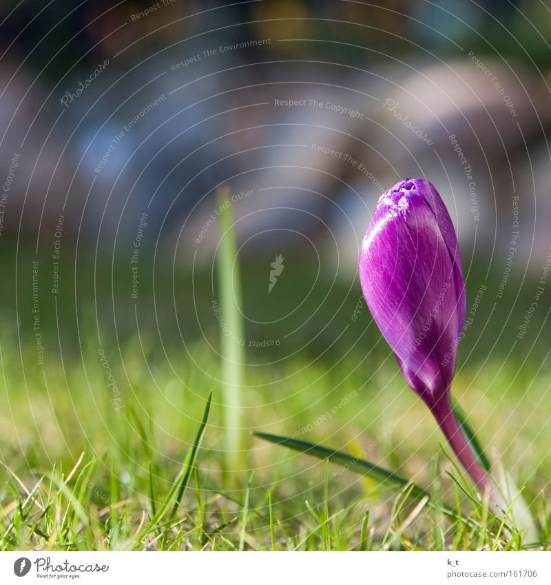 beginning of spring Colour photo Multicoloured Exterior shot Close-up Deserted Copy Space left Copy Space top Day Sunlight Shallow depth of field