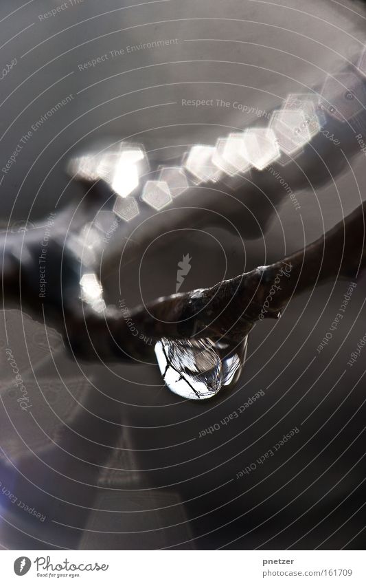 raindrop Drops of water Water Spring Gray Branch Tree Hang Relaxation Reflection Blur Thunder and lightning Rain