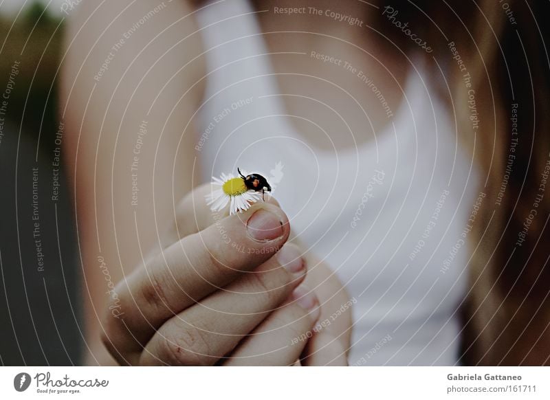 the little things Beetle Flower Meadow Wonder Dark Nature Daisy White Hand Joy Emotions Contentment Beautiful Hair and hairstyles Idea