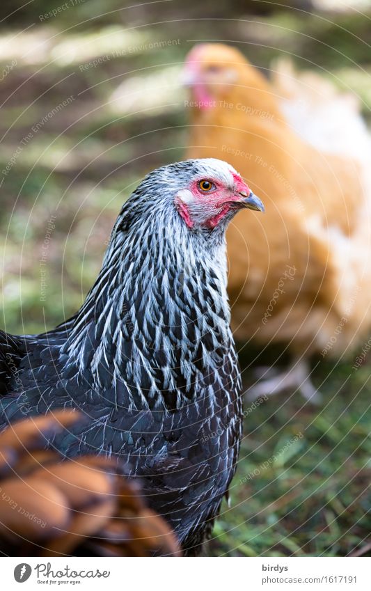 Family Orpington Meadow Farm animal Barn fowl 2 Animal 3 Observe Esthetic Authentic Friendliness Healthy Happy Positive Feminine Contentment Together