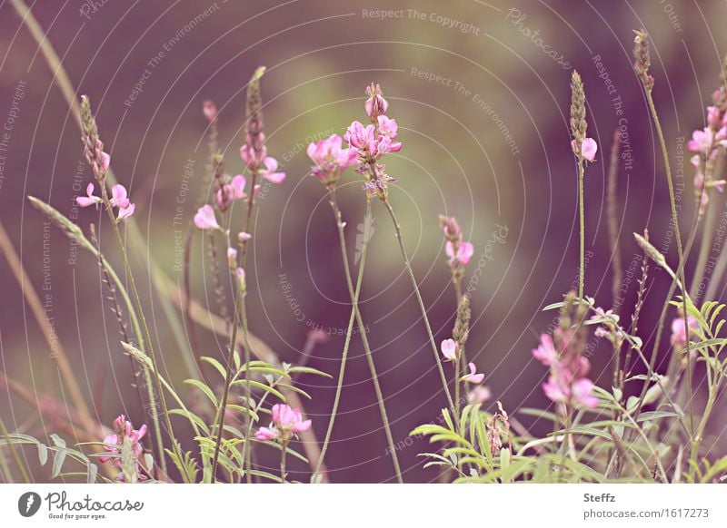 pink wildflower meadow flowers Meadowflower summer meadow pink flowers Nordic native wild plants flowering wild plants blooming wild flowers meadow plants