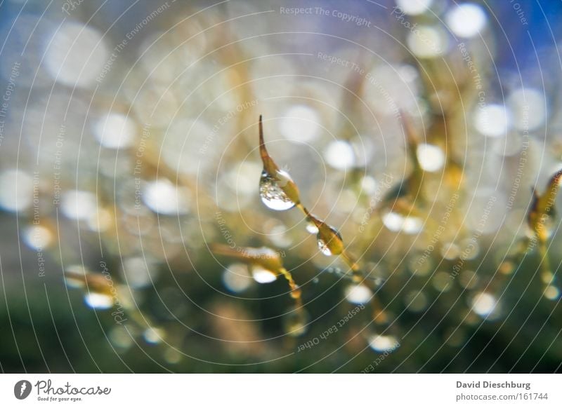 Ocean of Tears Colour photo Close-up Detail Macro (Extreme close-up) Light Contrast Reflection Blur Nature Plant Water Drops of water Autumn Rain Grass Wet Damp