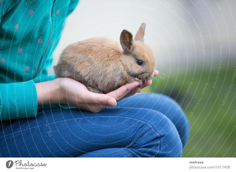 a handful of HASE Girl Arm Hand Fingers Legs 1 Human being 8 - 13 years Child Infancy Meadow Pet Animal face Pelt hare spoon Pygmy rabbit Mammal Rodent