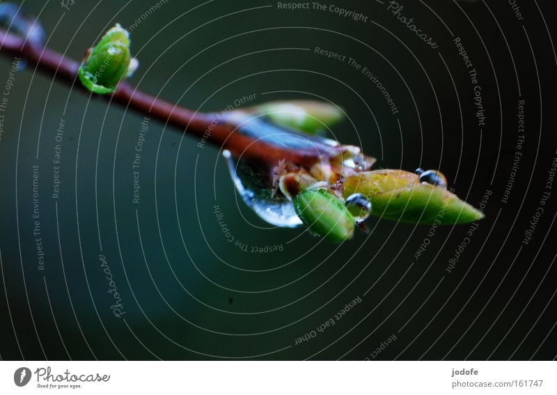 spring rain Branch Twig Drops of water Plant Bushes Nature Bubble Leaf bud Growth Spring Flourish Water Macro (Extreme close-up) Close-up flakes