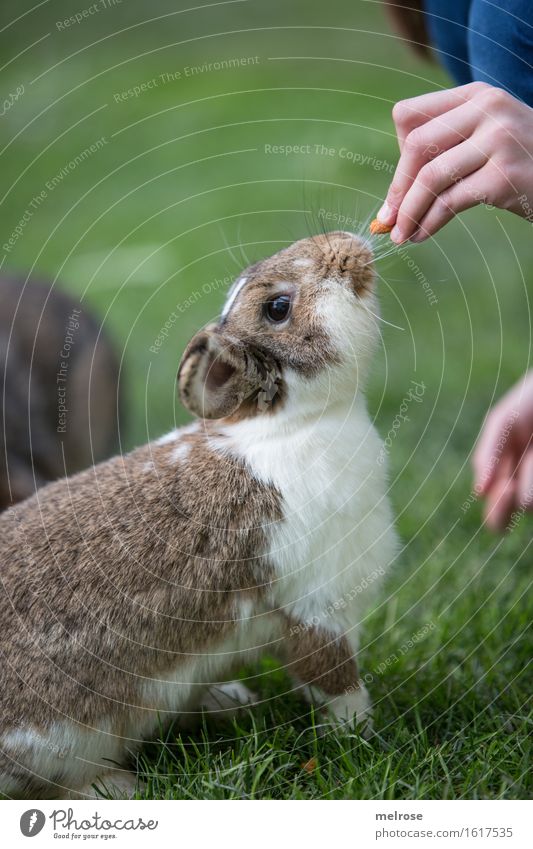 hopp Sunny Girl Hand Fingers 1 Human being 8 - 13 years Child Infancy Pet Animal face Pelt Paw hare spoon Pygmy rabbit mammals Rodent trick Feeding To feed