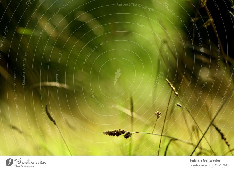 Allusion to a illusion Illusion Grass Nature Blur Summer Mild Pleasant Wind