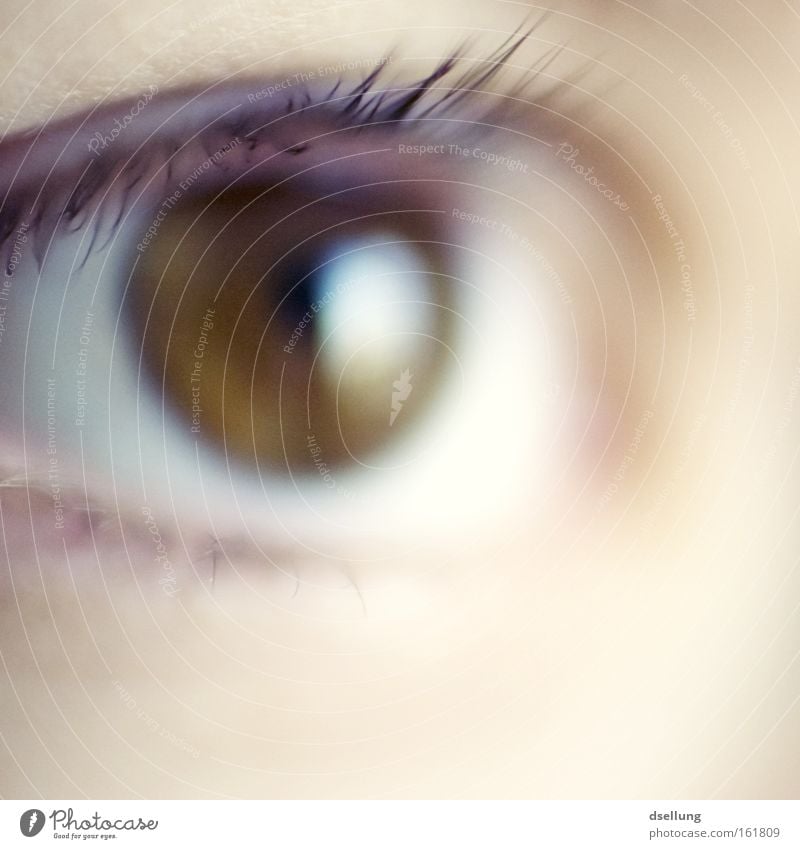 hazel eye in brown of a female person Colour photo Close-up Detail Macro (Extreme close-up) Copy Space bottom Shallow depth of field Central perspective Forward