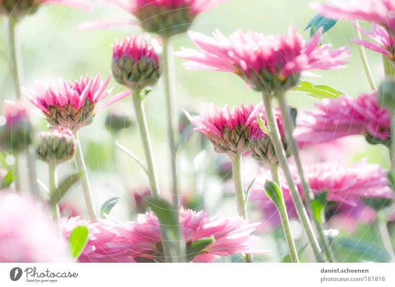 light green rosa pastels Flower Summer Spring Red Green Pink Bright Light Blossom Bud