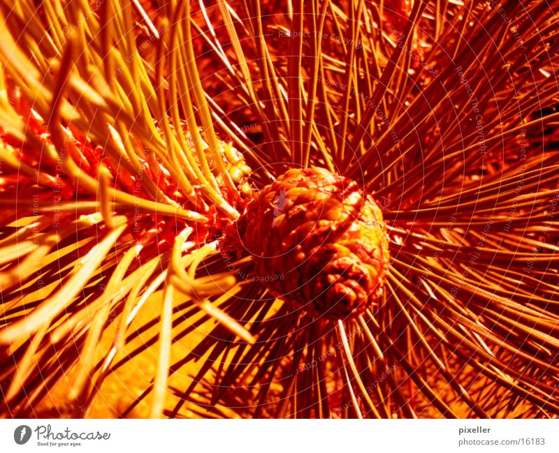 red needles Red Plant Tree Macro (Extreme close-up) Close-up Thorn Fir needle