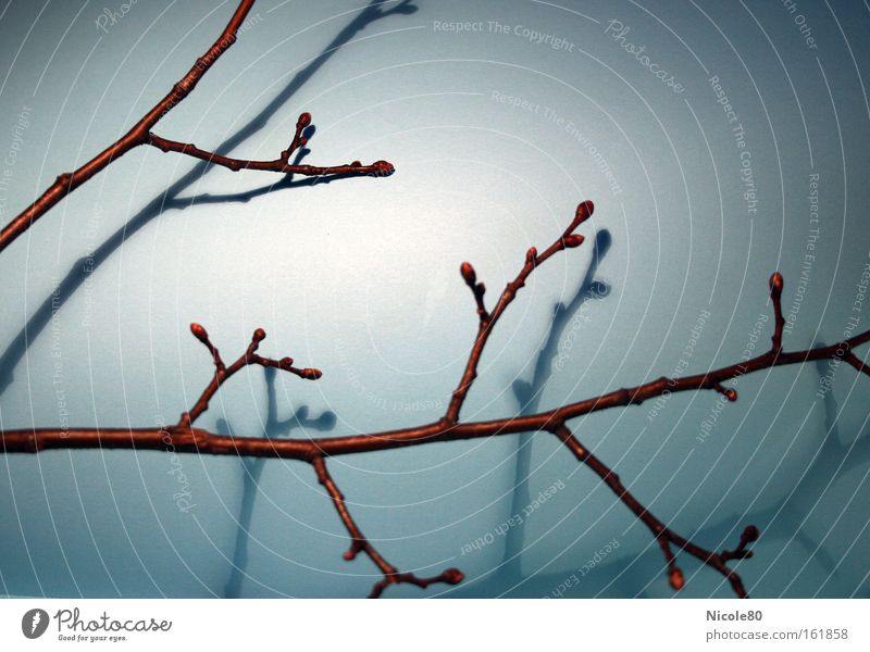 Branch (with shadow twinning) Light Shadow Decoration Nature Spring Blossoming Twig Leaf bud Birch tree