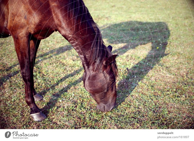 0_4 Animal pferd natur Giraffe schatten tiere fressen Horse shade