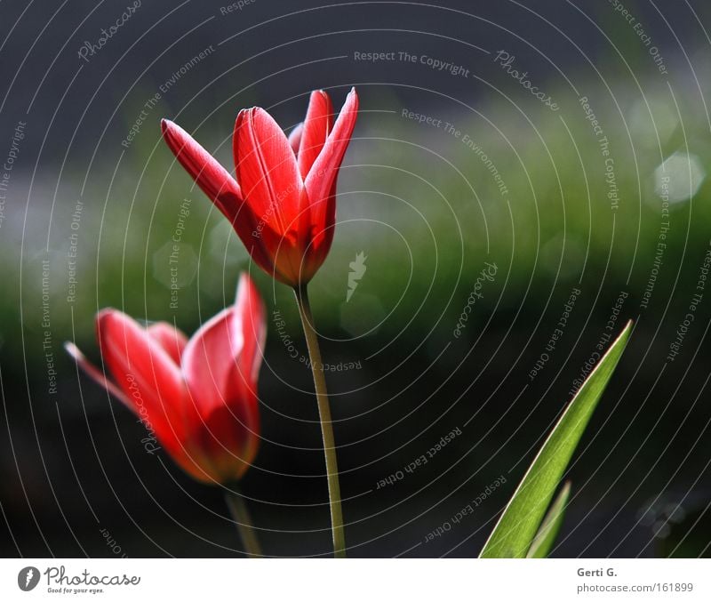 twosome Tulip Spring Flower Blossom Spring flowering plant Sunlight 2 heralds of spring background blur In pairs