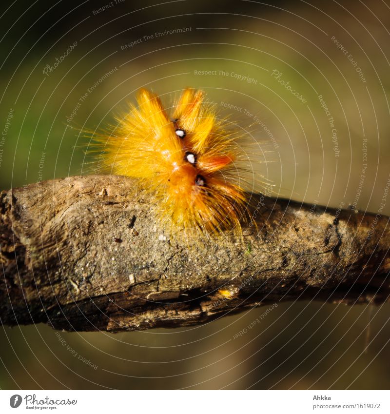 fur-orange with eyes Nature Wood Wild animal Caterpillar 1 Animal Exceptional Crazy Thorny Orange Center point Colour Pelt Fur coat Poison Eyes Elegant Pride