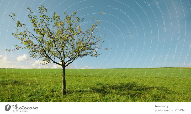 windows apple tree Colour photo Multicoloured Exterior shot Deserted Copy Space right Copy Space top Copy Space bottom Day Contrast Light (Natural Phenomenon)