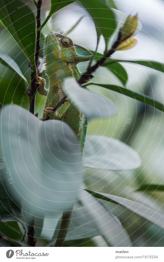 CAMOUFLAGE Plant Animal Bushes Scales Paw 1 Exotic Natural Brown Green White Chameleon Climbing Hide Colour photo Exterior shot Deserted Copy Space left