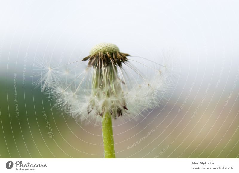 Dandelion Nature Plant Summer Beautiful weather Flower Grass Wild plant Garden Park Field Forest Energy Advancement Contentment Idea Optimism Price tag Lose