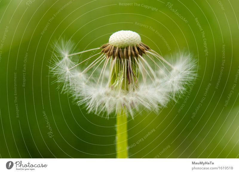 Dandelion Nature Plant Earth Summer Flower Grass Blossom Wild plant Garden Park Field Forest Relaxation Advancement Freedom Contentment Lose Change