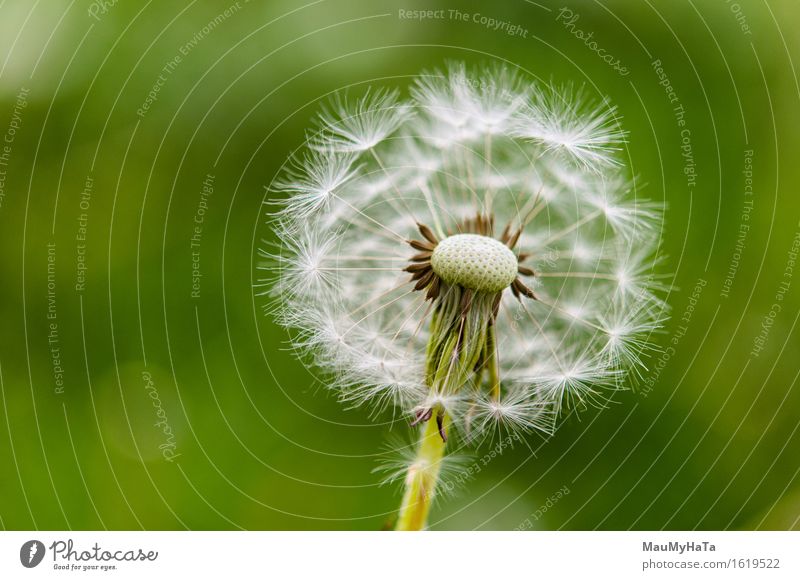 Dandelion Nature Plant Summer Climate Beautiful weather Flower Grass Blossom Wild plant Garden Park Field Forest Speed Contentment Horizon Idea Art Time