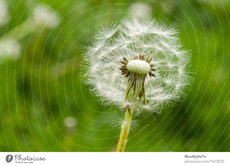 Dandelion Nature Plant Summer Beautiful weather Garden Park Field Forest Adventure Fear Chaos End Energy Life Colour photo Exterior shot Close-up Detail