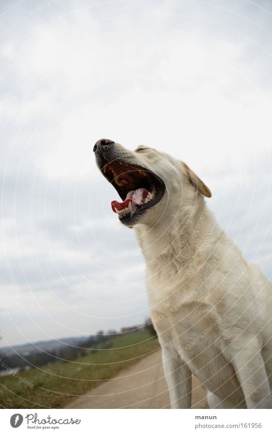 spring tiredness Dog Fatigue Yawn Pet Obedient Practice Sit Boredom Wait Concentrate appeasement calming signal Labrador retriever Movement spring fever