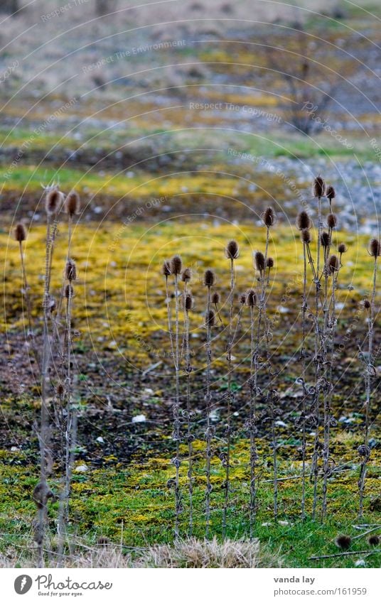 camourflage Floor covering Ground Landscape Teasel Thistle Grass Meadow Moss Difference Structures and shapes Versatile Wild Bushes Nature Gravel Stone Autumn