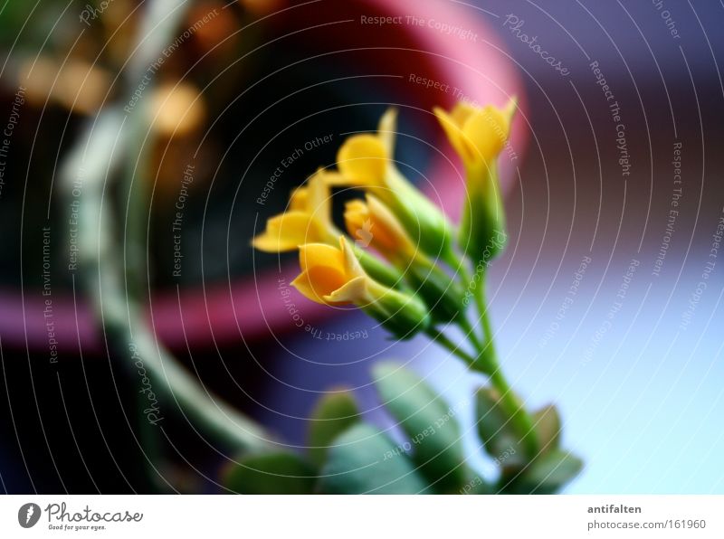 pot plant Beautiful Decoration Plant Spring Flower Blossom Blossoming Yellow Green Red Flowerpot Window board Colour photo Deserted Interior shot