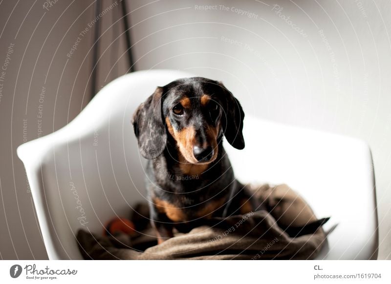 carlson Living or residing Flat (apartment) Interior design Decoration Furniture Chair Room Animal Pet Dog Animal face Dachshund 1 Curiosity Cute