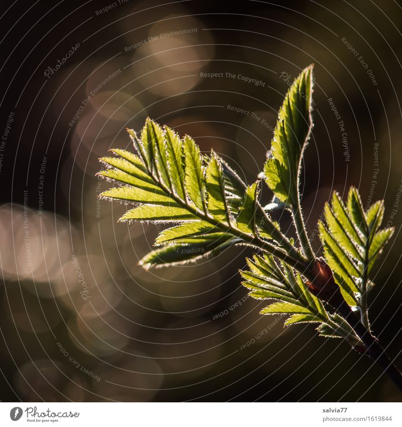 Feathered Nature Plant Spring Tree Bushes Leaf Twigs and branches Forest Esthetic Bright Brown Green Silver Hope Belief Beginning Idyll Symmetry Growth